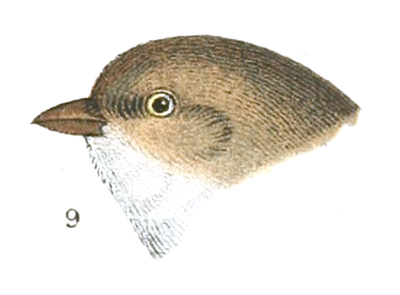 Plate 7 detail 9, Psaltriparus minimus