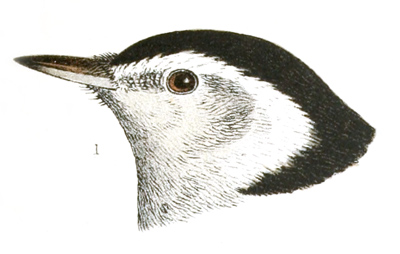 Plate 8 detail 1, Sitta carolinensis