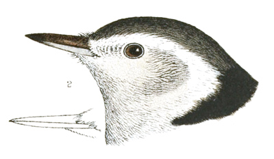 Plate 8 detail 2, Sitta carolinensis