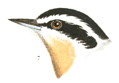 Plate 8 detail 7, Sitta canadensis