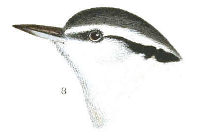 Plate 8 detail 8, Sitta canadensis