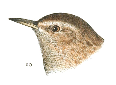 Troglodytes hyemalis var. pacificus