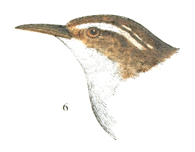 Plate 9 detail 6, Cistothorus palustris