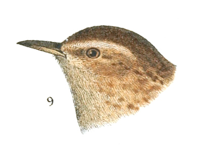 Plate 9 detail 9, Troglodytes hyemalis