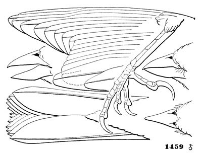 Illustration: Euspiza americana