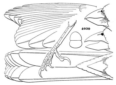 Illustration: Cardinalis virginianus