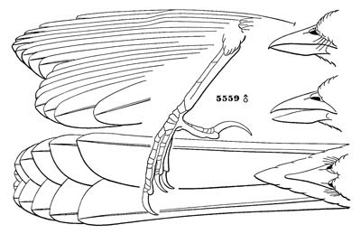 Illustration: Pipilo fuscus