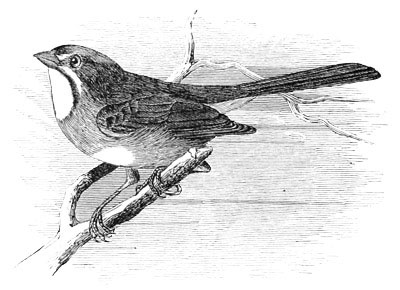 Illustration: Pipilo chlorurus