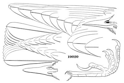 Illustration: Sturnus vulgaris