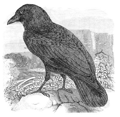 Illustration: Corvus carnivorus