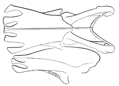 Illustration: Sternum of Ceryle alcyon