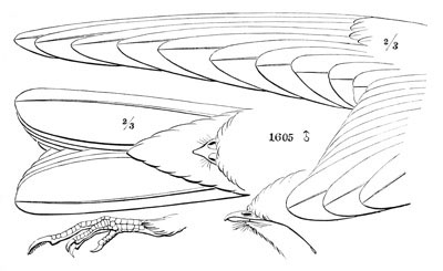 Illustration: Chordeiles popetue