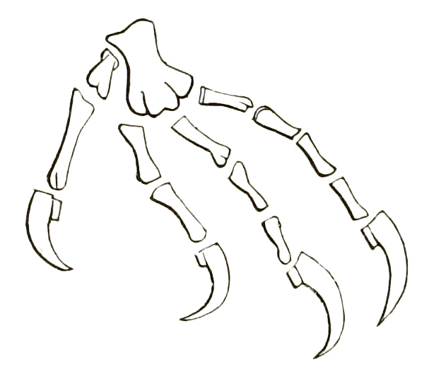 Illustration: Left foot of Nyctibius jamaicensis