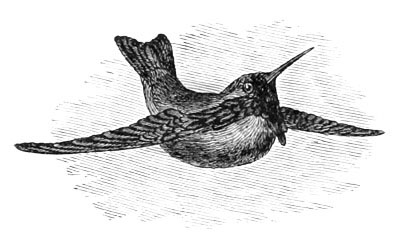 Illustration: Calypte costæ