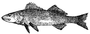 PIKE-PERCH.