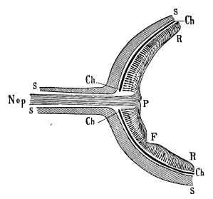 Image unavailable: Fig. 5.—Scheme of retinal fibres, after Küss. Nop. optic nerve; S, sclerotic; Ch, choroid; R, retina; P, papilla (blind spot); F, fovea. 