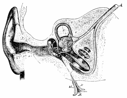 Image unavailable: Fig. 17.—Semidiagrammatic section through the right ear (Czermak). M, concha; G, external auditory meatus; T, tympanic membrane; P, tympanic cavity; o, oval foramen; r, round foramen; R, pharyngeal opening of Eustachian tube; V, vestibule; B, a semicircular canal; S, the cochlea; Vt, scala vestibuli; Pt, scala tympani; A, auditory nerve.