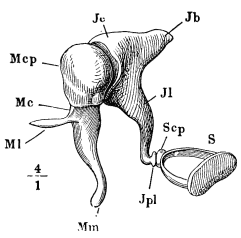 Image unavailable: Fig. 18.—Mcp, Mc, Ml, and Mm stand for different parts of the malleus; Jc, Jb, Jl, Jpl, for different parts of the incus. S is the stapes. 