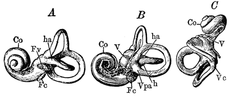 Image unavailable: Fig. 19.—Casts of the bony labyrinth. A, left labyrinth seen from the outer side; B, right labyrinth from the inner side; C, left labyrinth from above; Co, cochlea; V, vestibule; Fc, round foramen; Fv, oval foramen; h, horizontal semicircular canal; ha, its ampulla; vaa, ampulla of anterior vertical semicircular canal; vpa, ampulla of posterior vertical semicircular canal; vc, conjoined portion of the two vertical canals. 