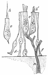 Image unavailable: Fig. 23.—Sensory epithelium from ampulla or semicircular canal, and saccule. At n a nerve-fibre pierces the wall, and after branching enters the two hair-cells, c. At h a 'columnar cell' with a long hair is shown, the nerve-fibre being broken away from its base. The slender cells at f seem unconnected with nerves. 