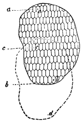 Image unavailable: Fig. 25.