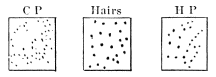 Image unavailable: Fig. 26.—The figure marked C P shows the cold-spots, that marked H P the heat-spots, and the middle one the hairs on a certain patch of skin on one of Goldscheider's fingers. 