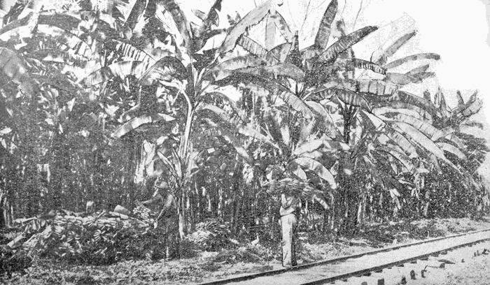 banana trees beside a railroad track