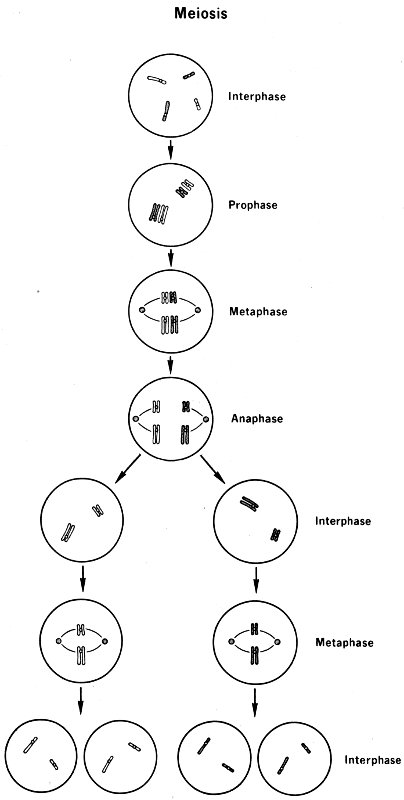 Meiosis