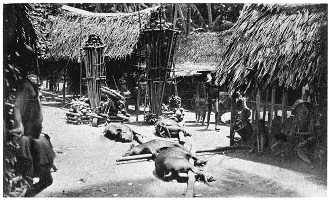 Display of Pigs and Yams at a Distribution (Sagali)