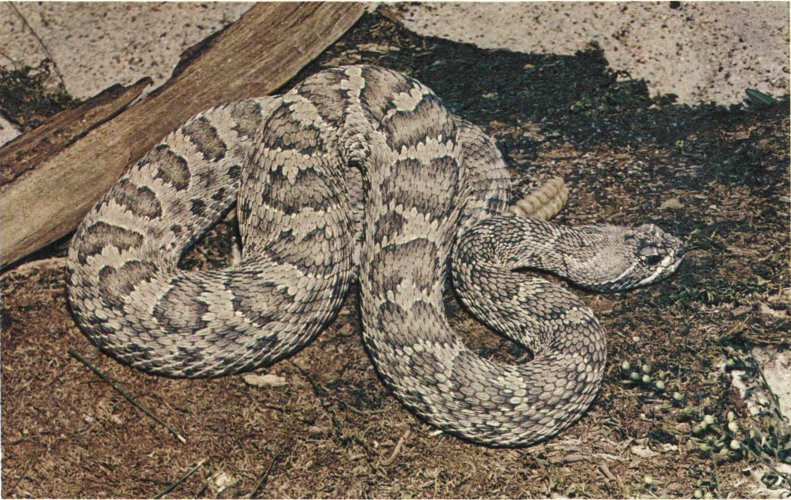 PRAIRIE RATTLESNAKE