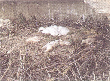 Nest of hungry eaglets.