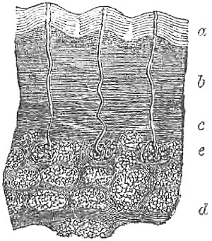 Skin section