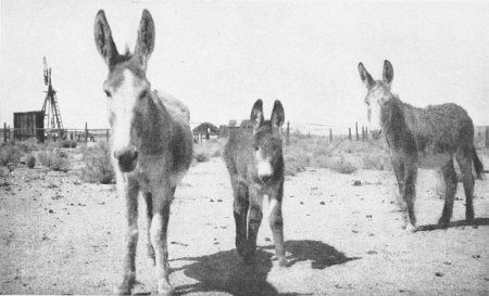 SOME HALF-WILD BURROS WANDERED AROUND SILVER LAKE