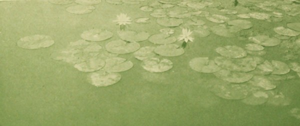 lily pads