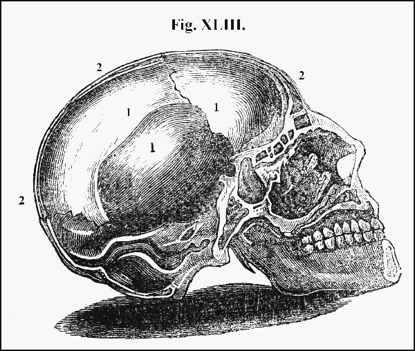 Fig. XLIII.