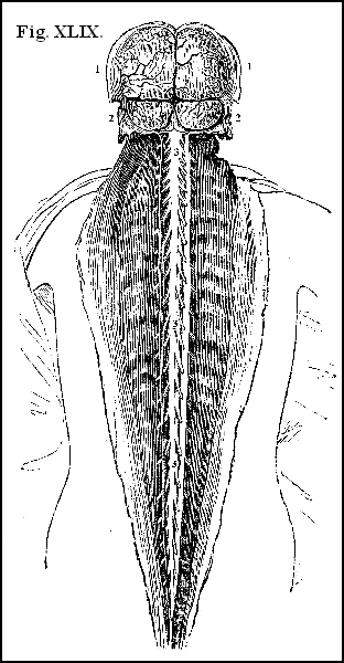 Fig. XLIX