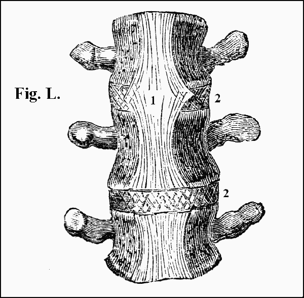 Fig. L.