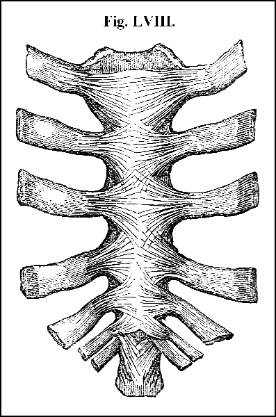 Fig. LVIII.