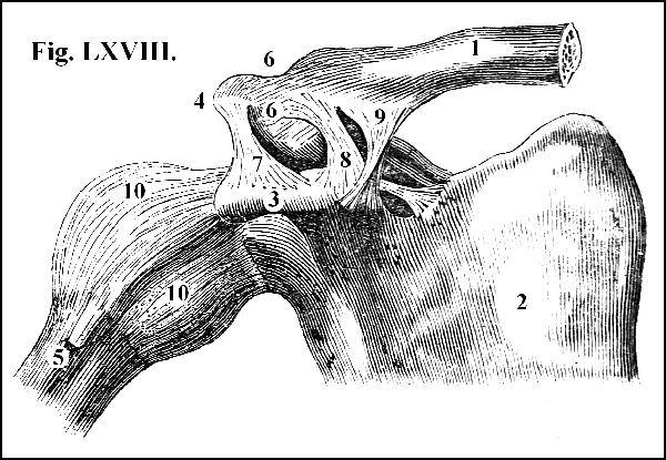 Fig. LXVIII.