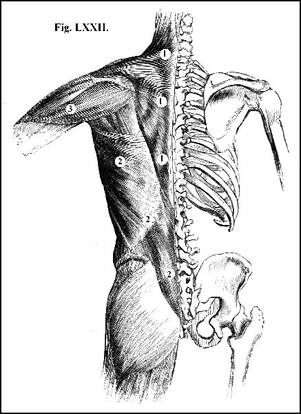 Fig. LXXII.