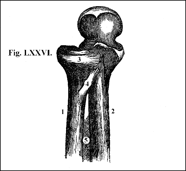 Fig. LXXVI.