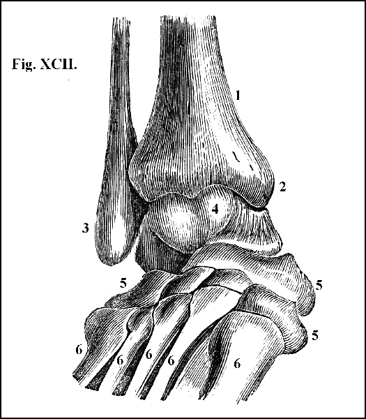 Fig. XCII.