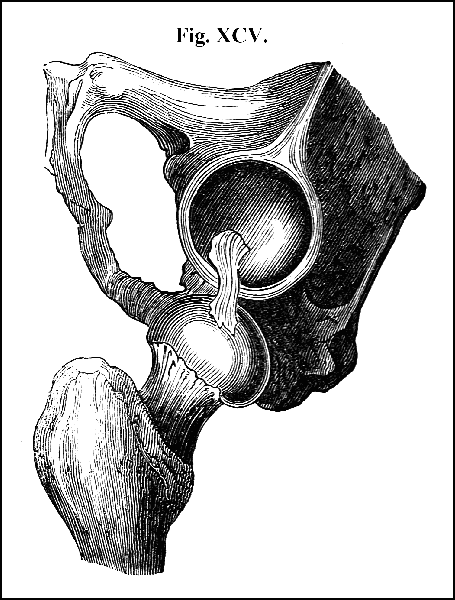 Fig. XCV.