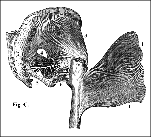 Fig. C.