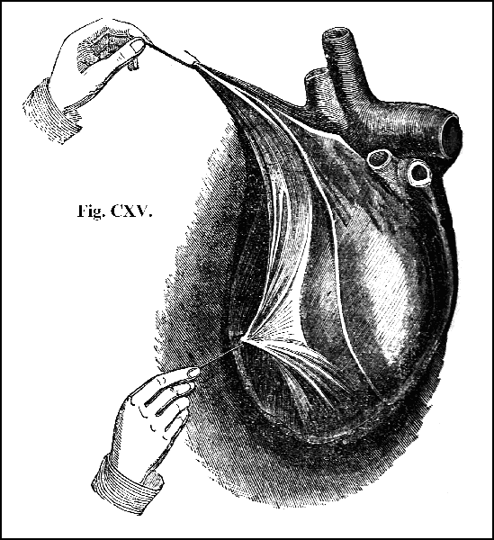 Fig. CXV.