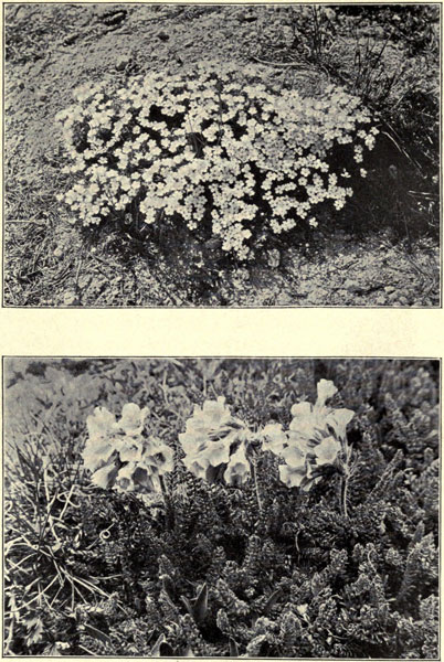 Alpine Phlox and Polemonium confertum