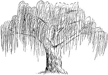 weeping willow