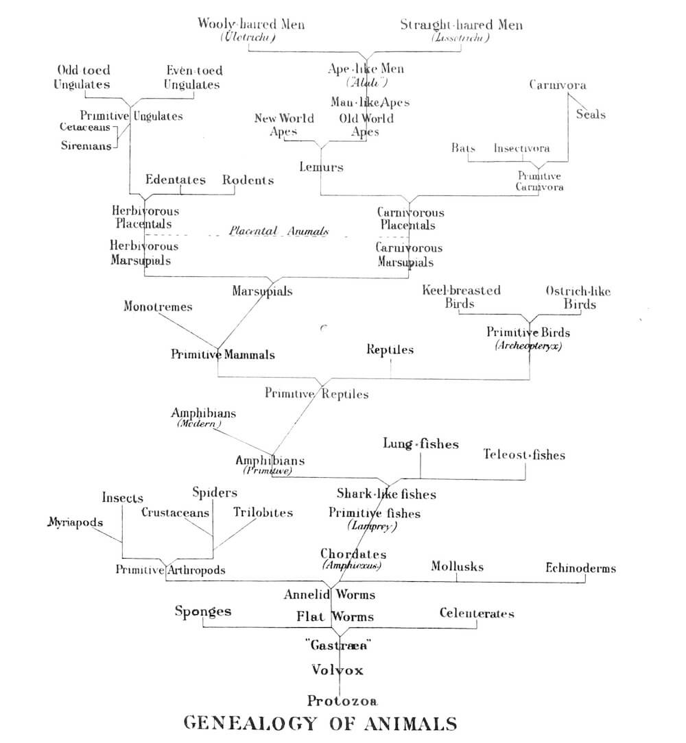 Geneaology of Animals