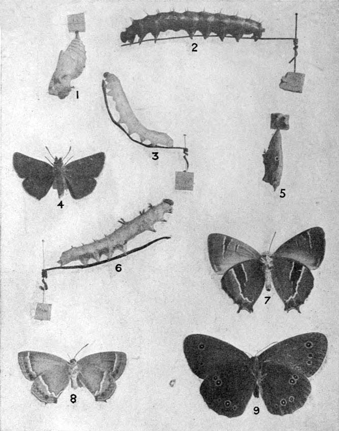 Plate 14