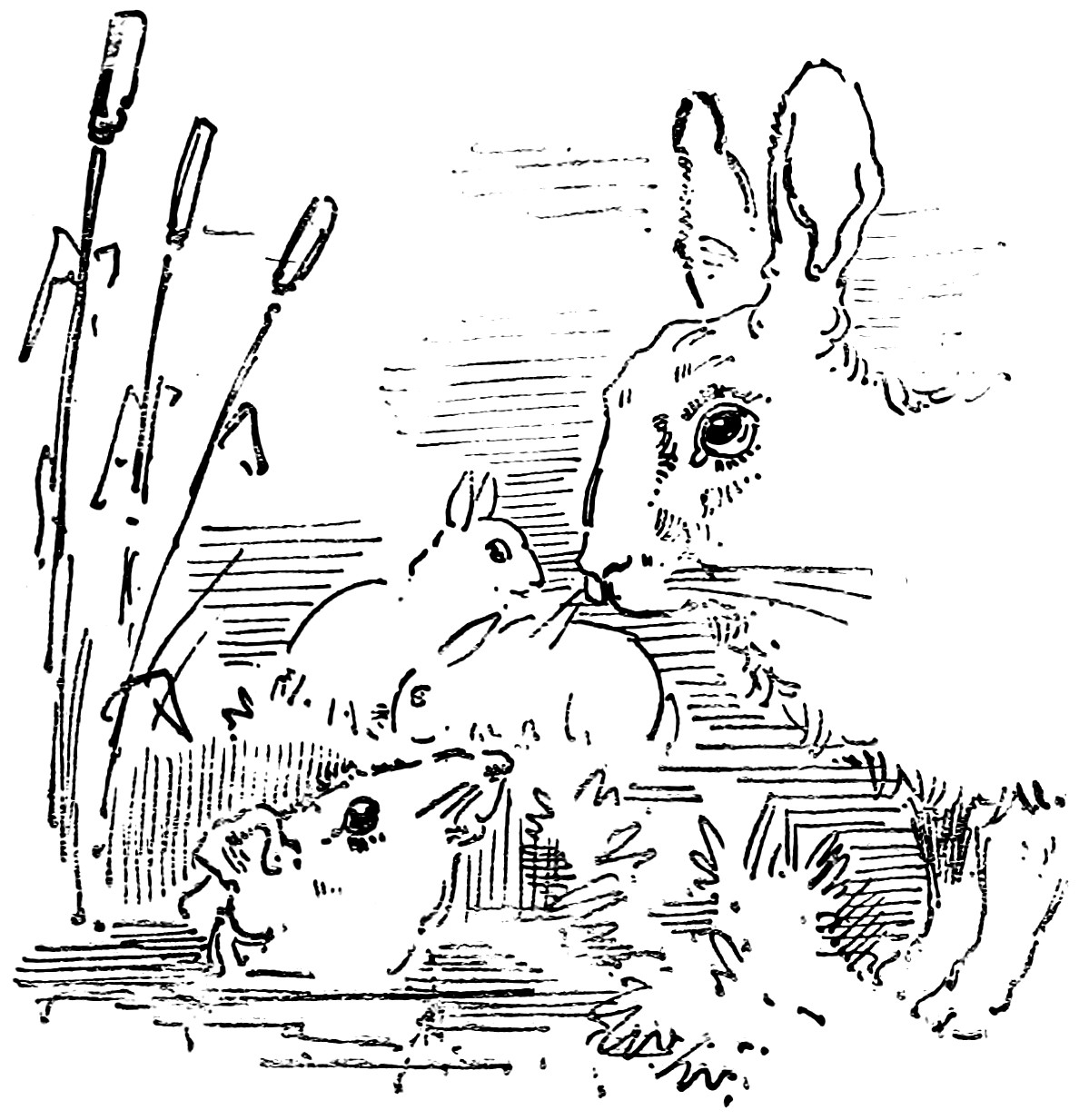 Rabbits